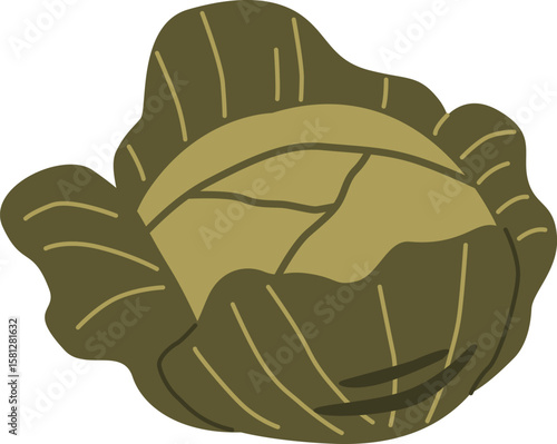 Fresh ripe cabbage vegetable vector illustration