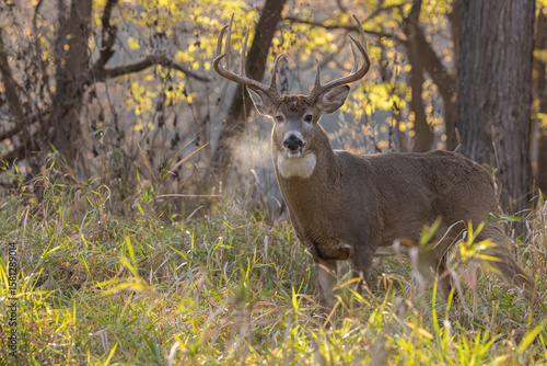 White-tailed Deer rut taken in southern MN