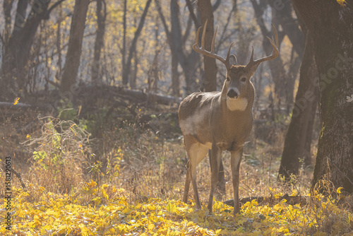 White-tailed Deer rut taken in southern MN