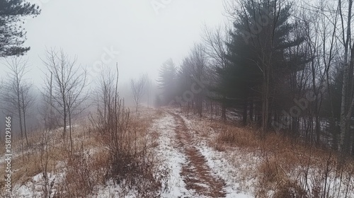 Wallpaper Mural Foggy winter path through a wooded area. Torontodigital.ca