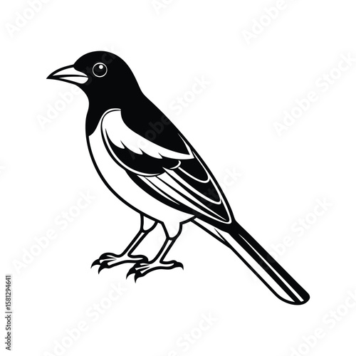 An oriole silhouette vector illustration on white background