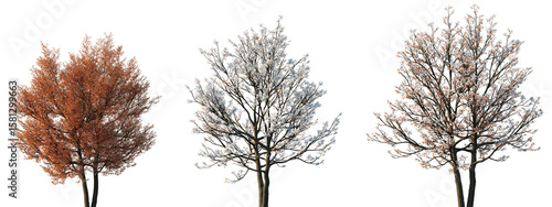 Set of spring and autumn Amelanchier canadensis (commonly known as shadblow serviceberry, chuckle-berry, currant-tree) frontal isolated png on a transparent background perfectly cutout