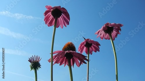 Pink flowers of Echinacea purpurea, Eastern purple coneflower, butterflies, bees, birds in flight, plane with white streak and blue sunny sky on summer. Topics: beauty of nature, blooming, flowering