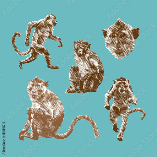 Monkey, monkey vector, monkey illustration, line drawing on blue background.