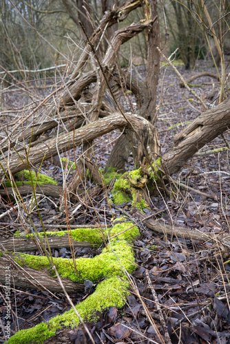 Wooded area with overgrown trees