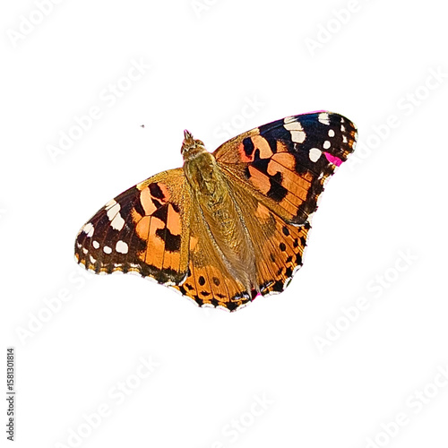 butterfly on white background