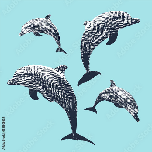 Dolphin, dolphin vector, dolphin illustration, line drawing on light blue background.
