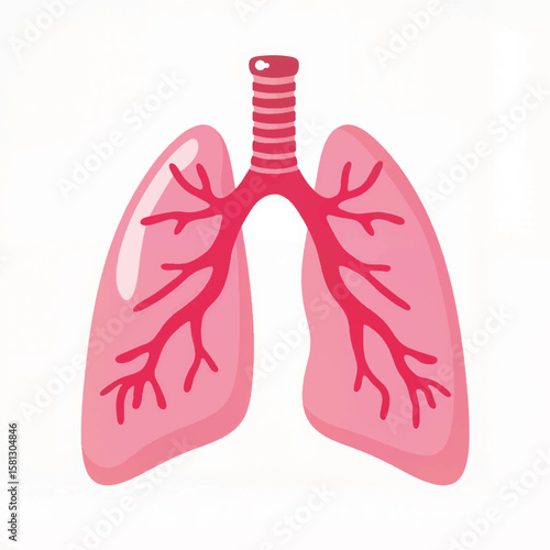 Anatomical illustration of human lungs with detailed bronchi structure  