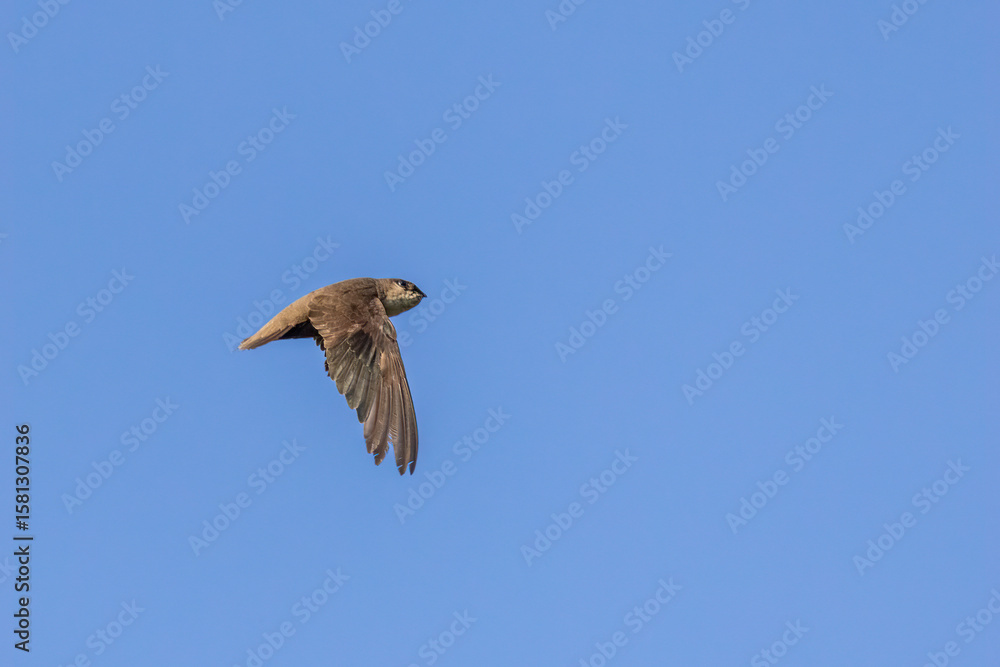Obraz premium Chimney Swift adult in flgiht taken in southern MN