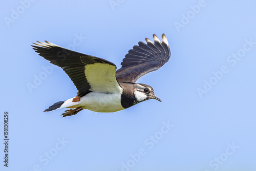 Northern Lapwing Flying on green background