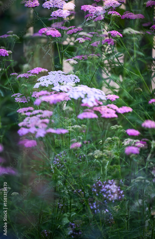 Fototapeta premium Close up of Pink and White Yarrow Flowers