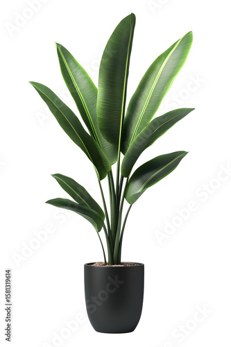 A tall green plant in a black pot