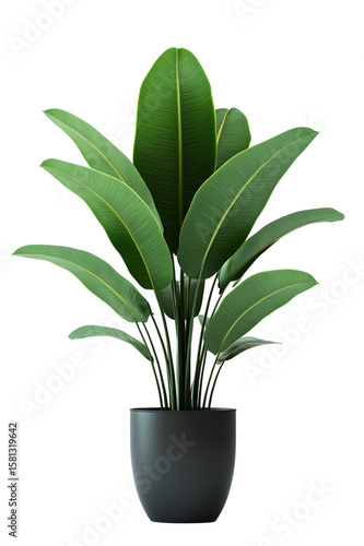 A tall green plant in a black pot