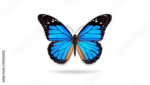 A Blue Butterfly On A White Background