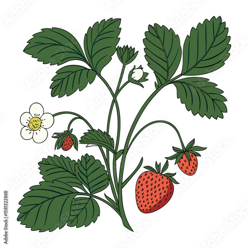 wild strawberry on a branch