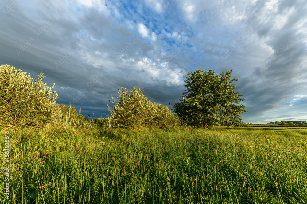 Fototapeta premium Lush green landscape with trees and grass under a cloudy sky during late afternoon