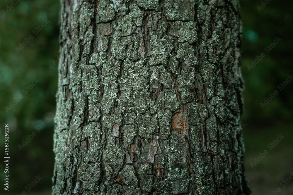 Fototapeta premium Detailed view of tree bark covered with lichen in a natural outdoor setting. Close-up shot of textured tree bark with lichen. The rough surface shows details, while the green background gives contrast