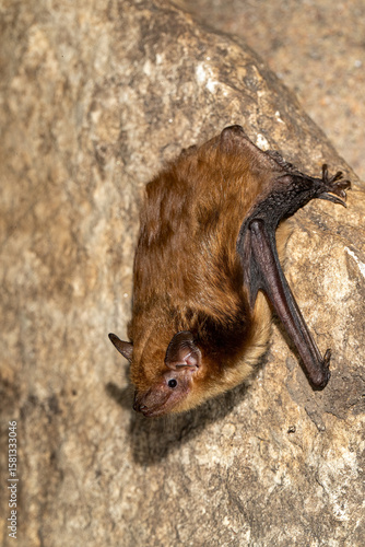 Big Brown Bat taken in southern MN