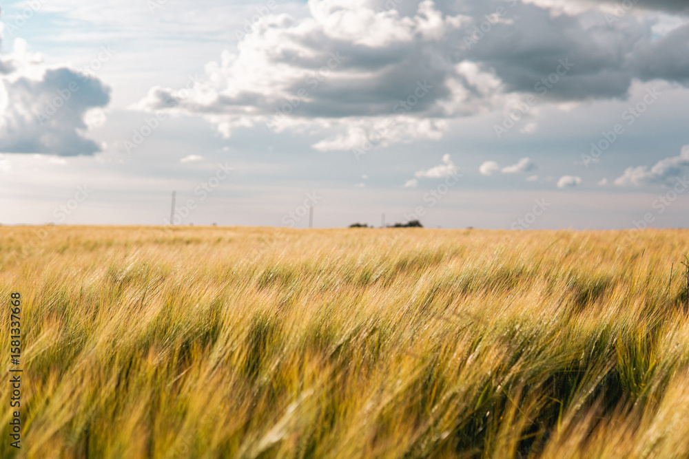 Obraz premium Barley Field Close-up with Hills and Electricity Poles, Beautiful Sky and Clouds