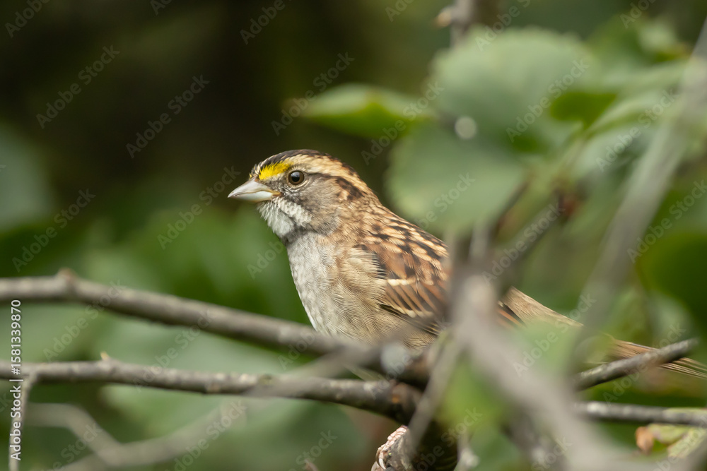 White-throated Sparrow taken in northern MN White-throated Sparrow taken in northern MN