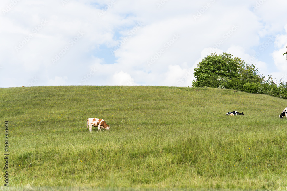Obraz premium Small cows graze on a sloped pasture under a partly cloudy sky.