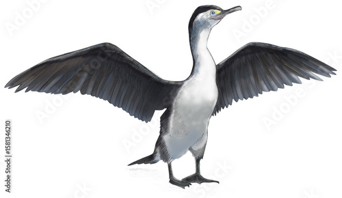 Bilde på lerret Illustration of a New Zealand Pied Shag, a coastal seabird with black-and-white plumage, often seen perched drying its wings