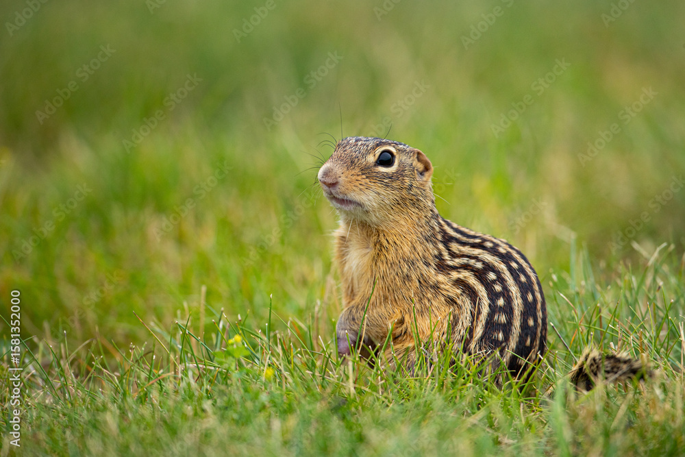 Thirteen-lined Ground Squirrel in flowers taken in southern MN in the wild Thirteen-lined Ground Squirrel in flowers taken in southern MN in the wild