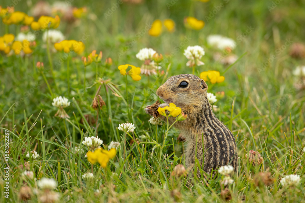 Fototapeta premium Thirteen-lined Ground Squirrel in flowers taken in southern MN in the wild