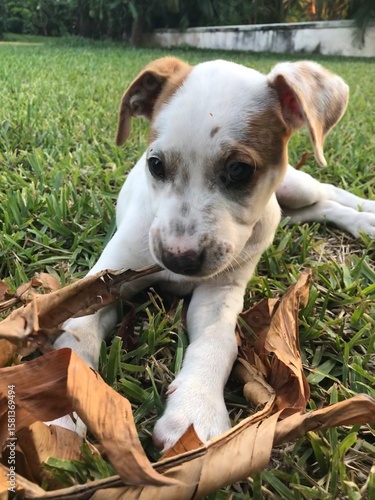 Adorable white and brown puppy with floppy ears sitting in wicker basket on green grass in outdoor garden setting creating charming pet portrait