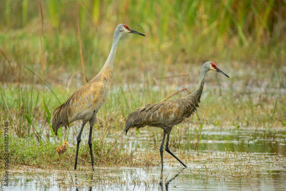 Obraz premium Sandhill Crane with colt taken in central FL