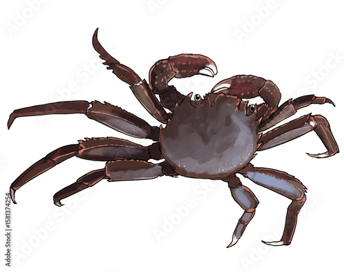 Fotografie Illustration of a Red Rock Crab, a bright, agile crustacean often seen scuttling over sunlit coastal rocks in warm regions