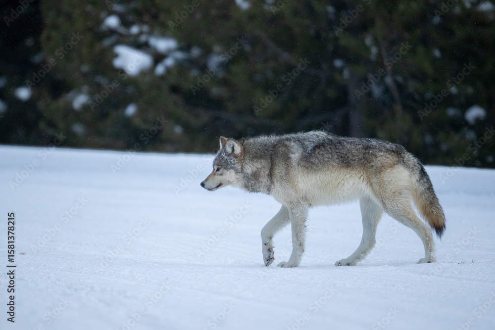 Fototapeta premium Gray Wolf in snow taken in Yellowstone NP