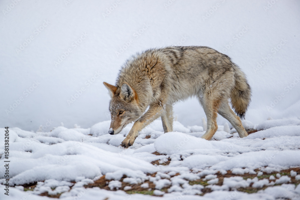 Fototapeta premium Coyote taken in Yellowstone NP