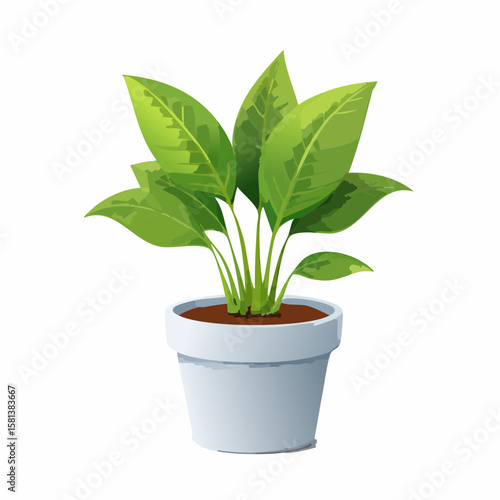 green plant in a pot