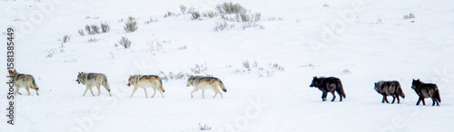 Gray Wolf wapitti pack taken in yellowstone NP