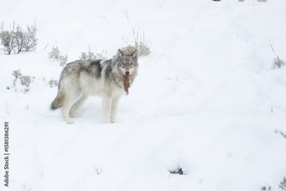 Gray Wolf in snow taken in Yellowstone NP Gray Wolf in snow taken in Yellowstone NP