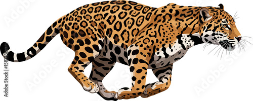  Running Jaguar (Panthera onca): Vector Illustration of a Fast and Agile Feline Adapted for Hunting in Diverse Tropical Biomes