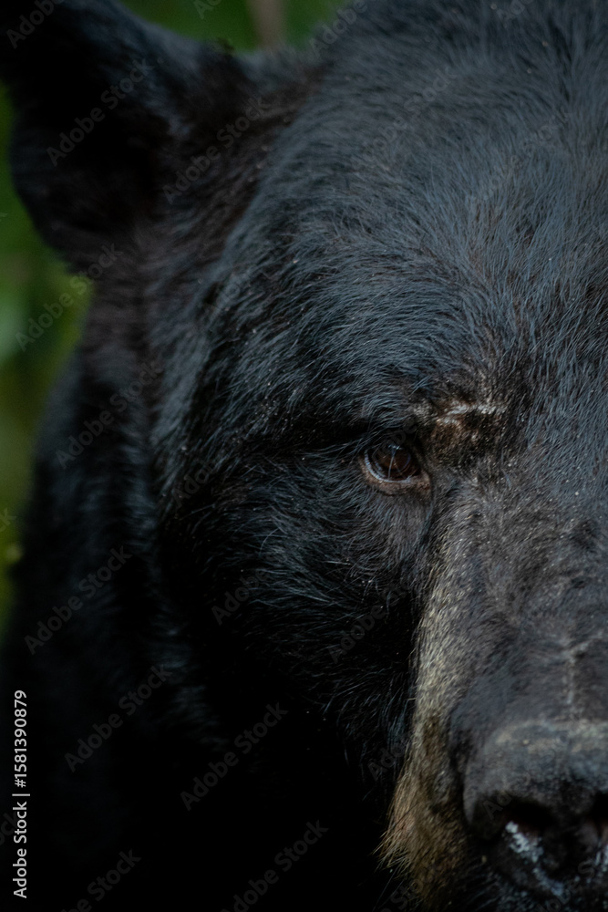 Fototapeta premium Black Bear boar taken in northern MN in the wild