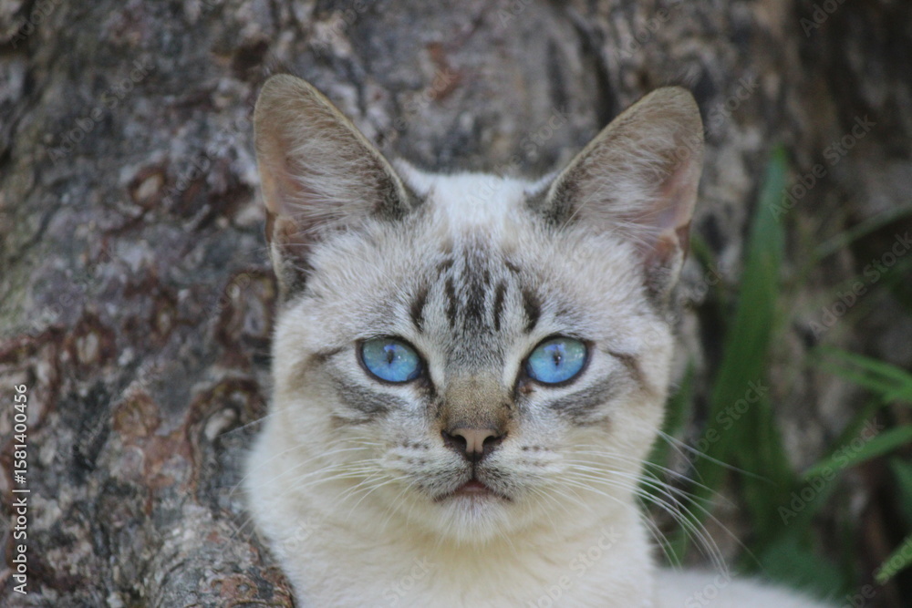 Obraz premium Gato olhos azúis, Balneário Caldas, Chapada do Araripe, Barbalha, Ceará, Brasil