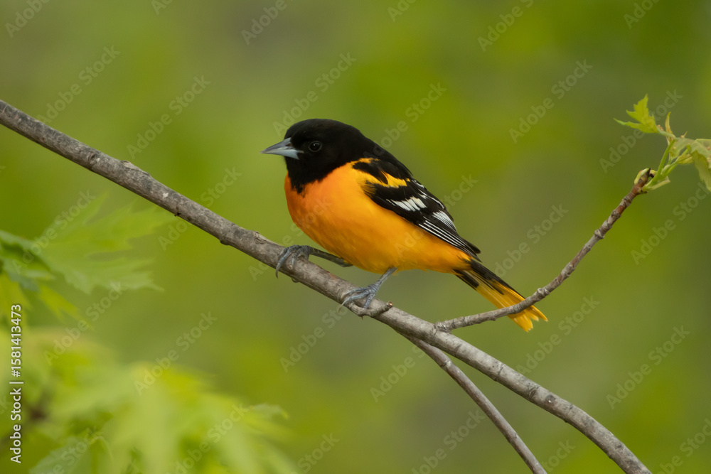 Fototapeta premium Baltimore Oriole adult male taken in central MN