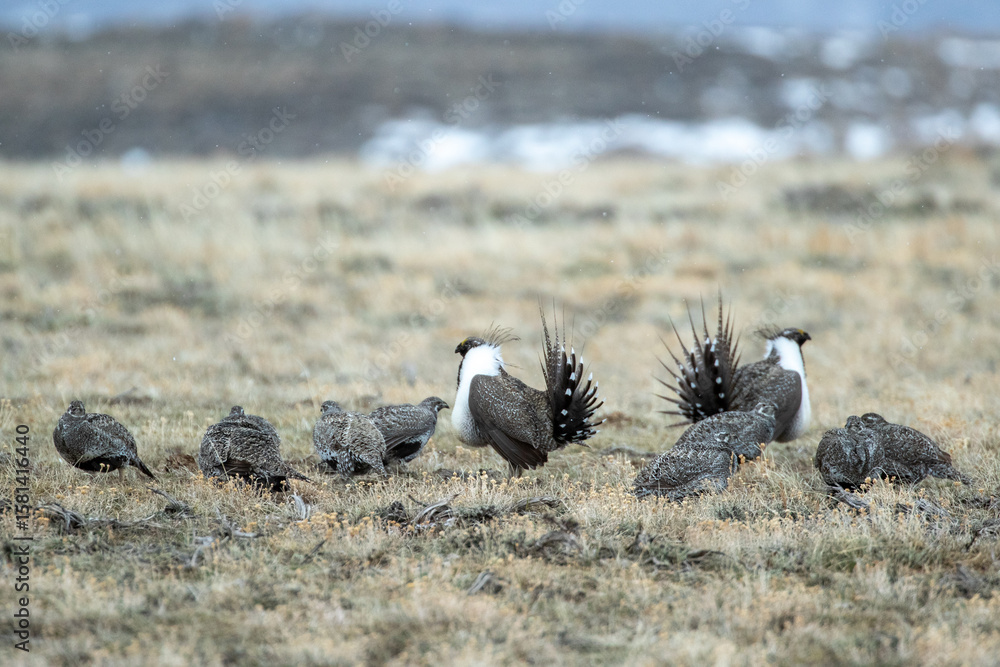 Fototapeta premium Sage Grouse taken in southern Wyoming
