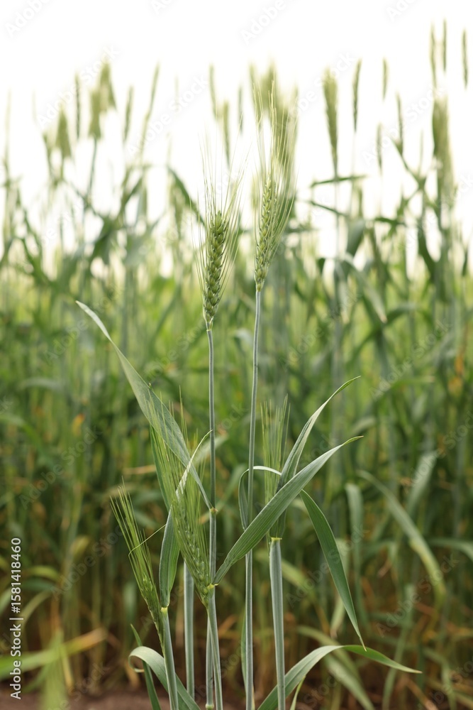 Wheat spikes growing in field outdoors, closeup Wheat spikes growing in field outdoors, closeup
