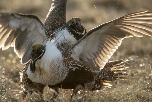 Canvas Print Sage Grouse male in flight taken in Colorado in the wild