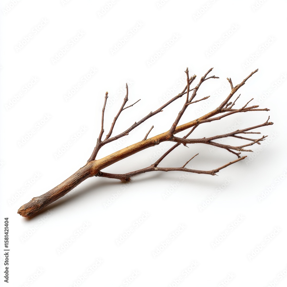 Fototapeta premium Detailed twig with small branches lying flat isolated on white background.