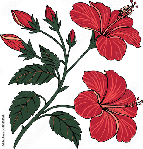 Elegant EPS vector of blooming red hibiscus flowers with lush green leaves—ideal for nature, decor, and textile prints. Bring floral beauty to your project—download now! Thank you.