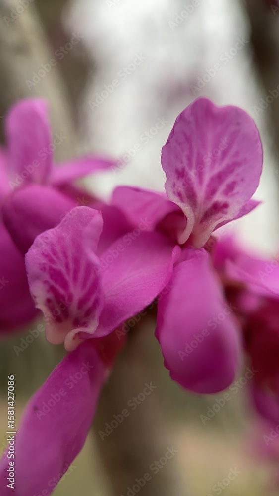A closeup of a Chinese redbud tree blossom. Pink flowers macro photography A closeup of a Chinese redbud tree blossom. Pink flowers macro photography