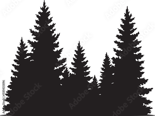 A dense forest of evergreen pine trees against a white background