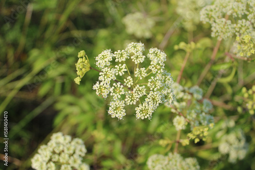 Water hemlock blooms at Wayside Woods in Morton Grove, Illinois