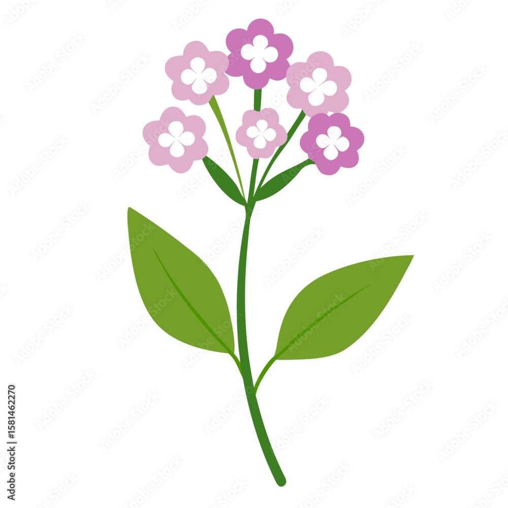 Obraz premium pink flower isolated on white background