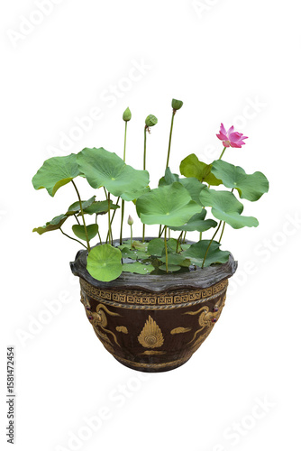 In a pot filled with water, a beautiful pink lotus flower was blooming and green lotus leaves. Isolated on White background.	